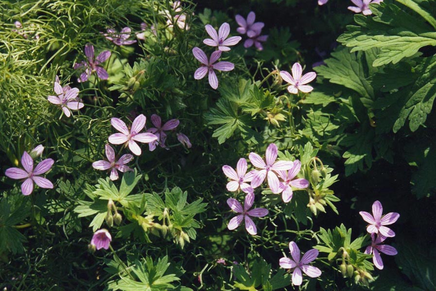 Geranium Asphodeloides Flower seeds for Planting Bright Blooms Heirloom & GMO Free Seeds for Home Garden