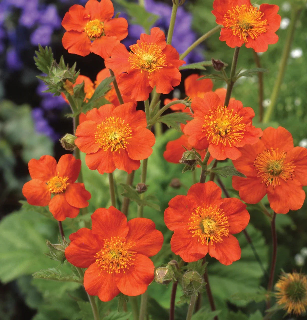 Geum Chiloense Flower seeds for Planting Fragrant Blossoms Heirloom & GMO Free Seeds for Home Garden