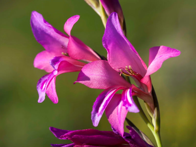 Gladiolus Italicus Flower seeds for Planting Garden Favorite Heirloom & GMO Free Seeds for Home Garden