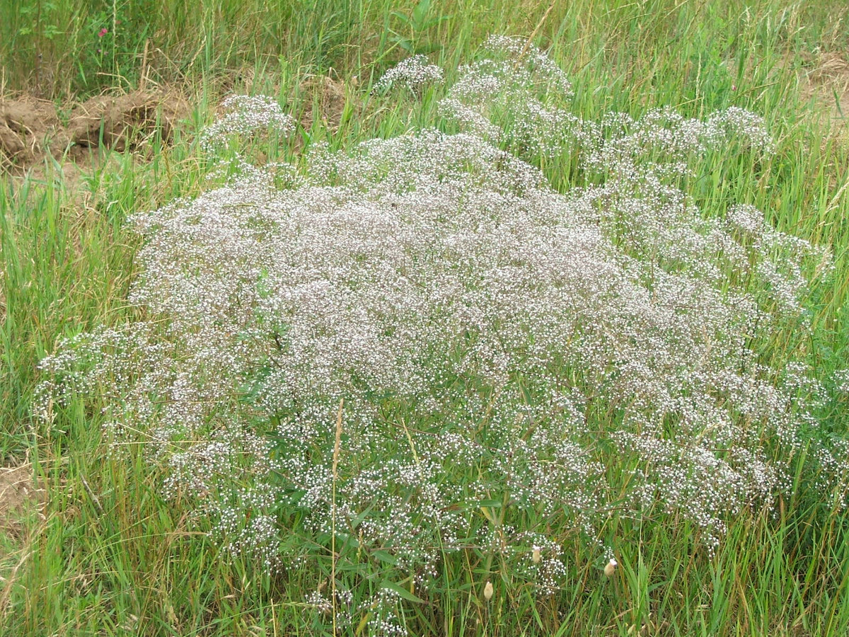 Heirloom Gypsophila Paniculata Flower seeds for Planting Long Bloom Season Heirloom & GMO Free Seeds for Home Garden