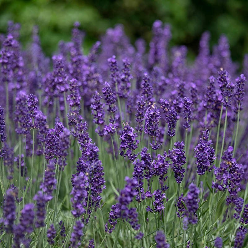 Heirloom Lavender Flower seeds for Planting Seasonal Bloomer Heirloom & GMO Free Seeds for Home Garden