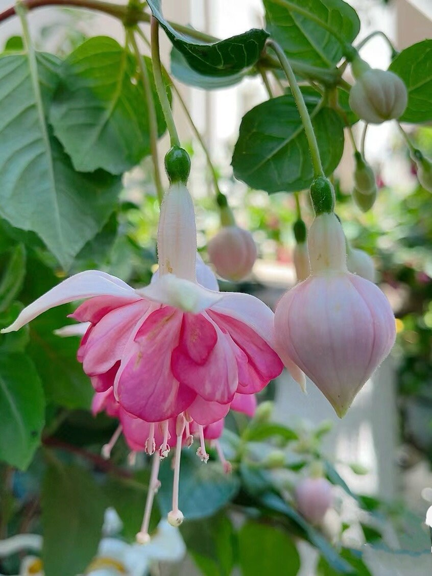 Hanging Basket Fuchsia Plants for Patio