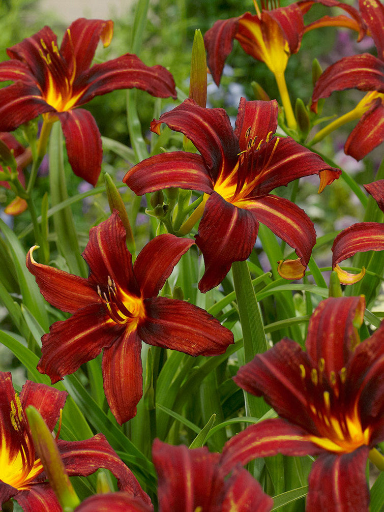 Yellow Red Hemerocallis Flower seeds for Planting - Sun Loving, Heirloom & GMO Free Seeds for Home Garden