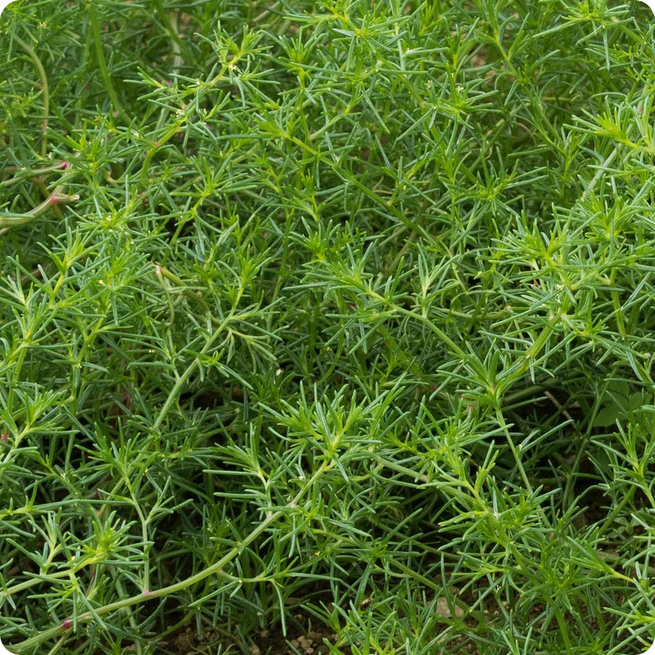 Saltwort Plant Seeds Planting And Growth Guide