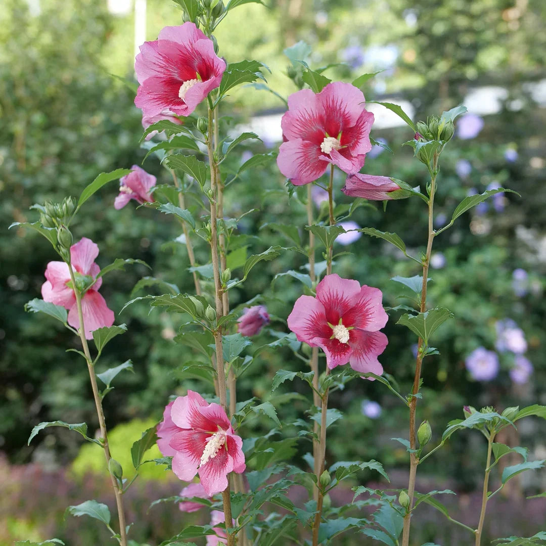 Rose of Sharon Hibiscus Seeds Flower seeds for Planting Low Maintenance Heirloom & GMO Free Seeds for Home Garden