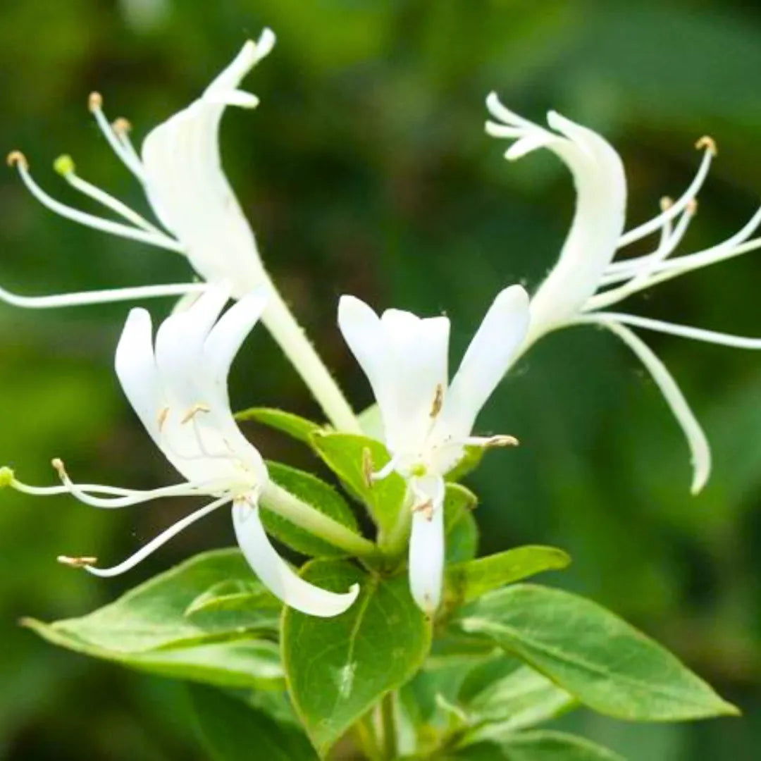 Lonicera Flower seeds for Planting Wildflower Mix Heirloom & GMO Free Seeds for Home Garden