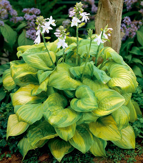 Heirloom Hosta Flower seeds for Planting Compact Growth Heirloom & GMO Free Seeds for Home Garden