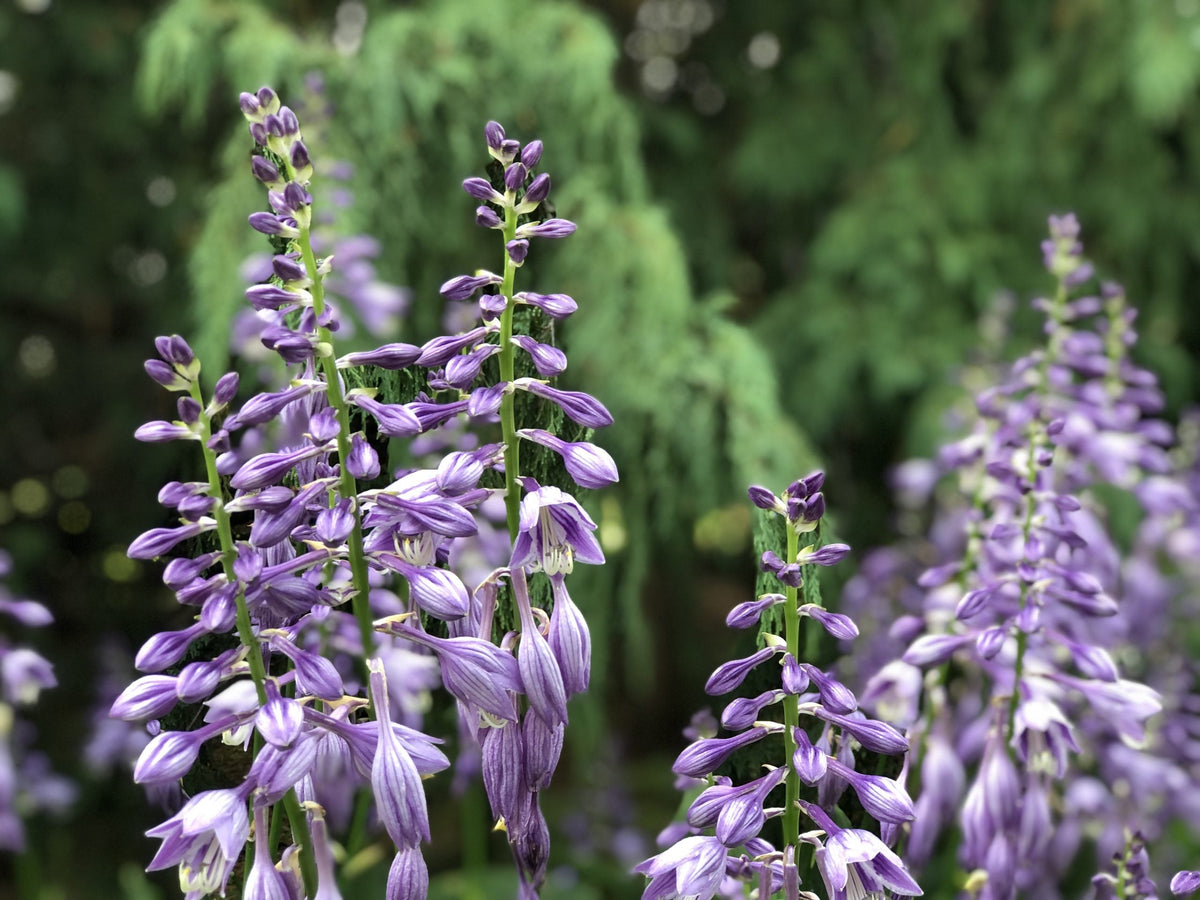 Ventricosa Hosta Flower seeds for Planting Bright Blooms Heirloom & GMO Free Seeds for Home Garden