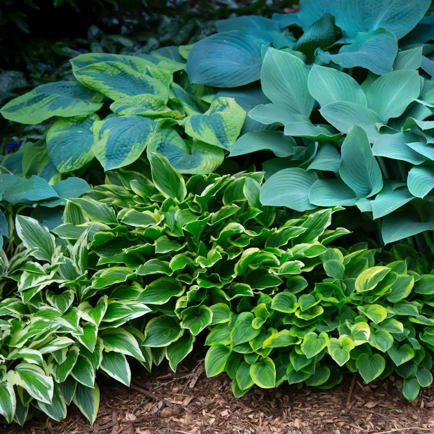 Hosta Flower seeds for Planting - Drought Tolerant, Heirloom & GMO Free Seeds for Home Garden