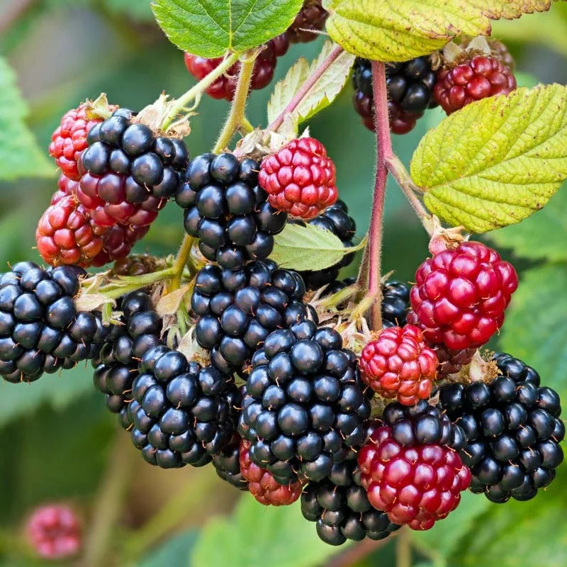 Dewberry or BlackBerry Flower seeds for Planting - Pollinator Friendly, Heirloom & GMO Free Seeds for Home Garden
