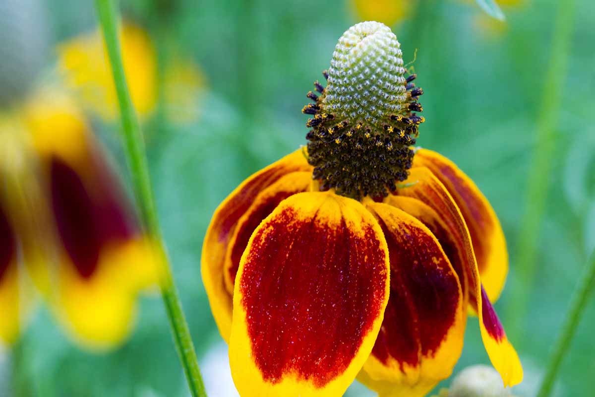 Mexican Hat WildFlower seeds for Planting - Premium Quality, Heirloom & GMO Free Seeds for Home Garden