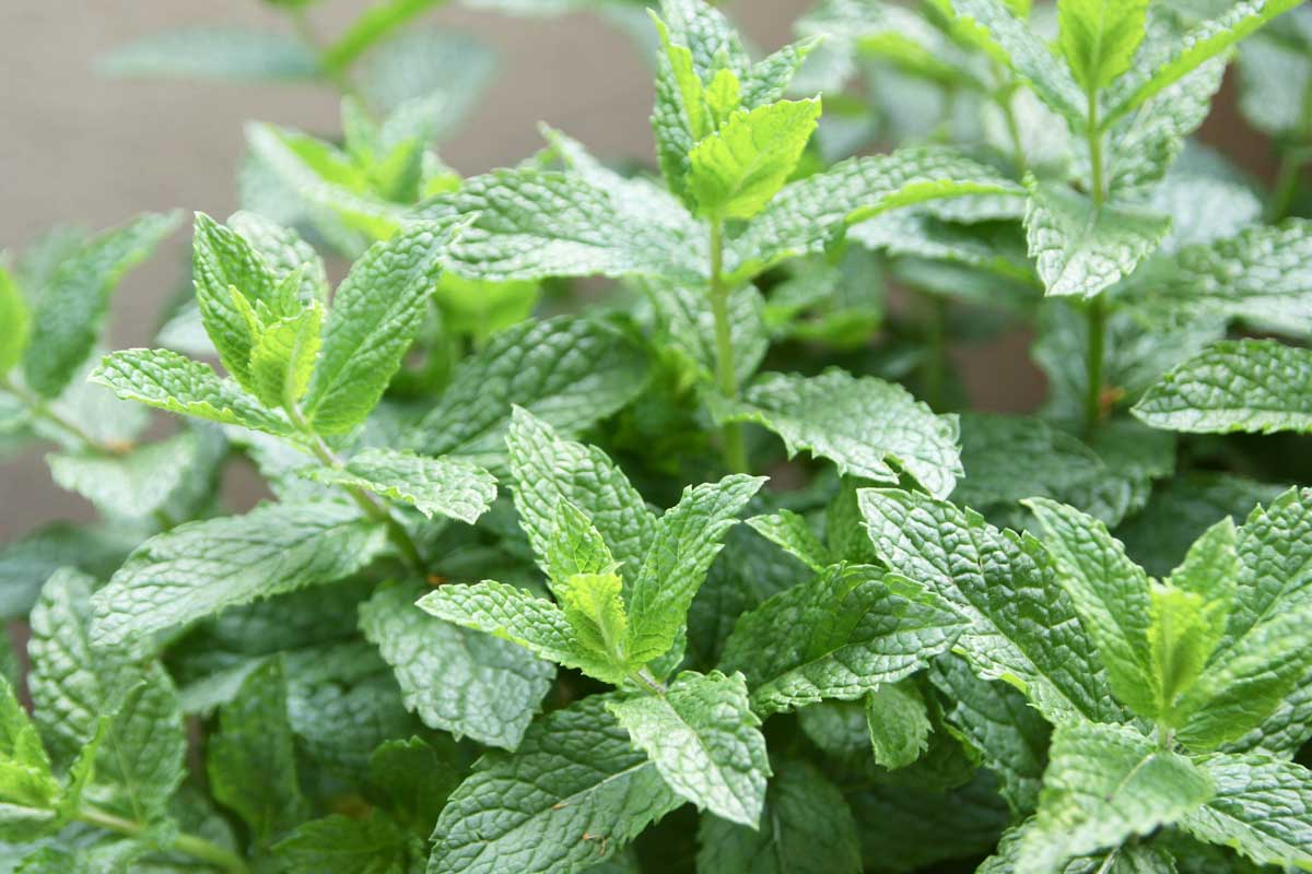 Spearmint Vegetable Seeds for Planting - Fresh Herb Seed for Gardens and Pots