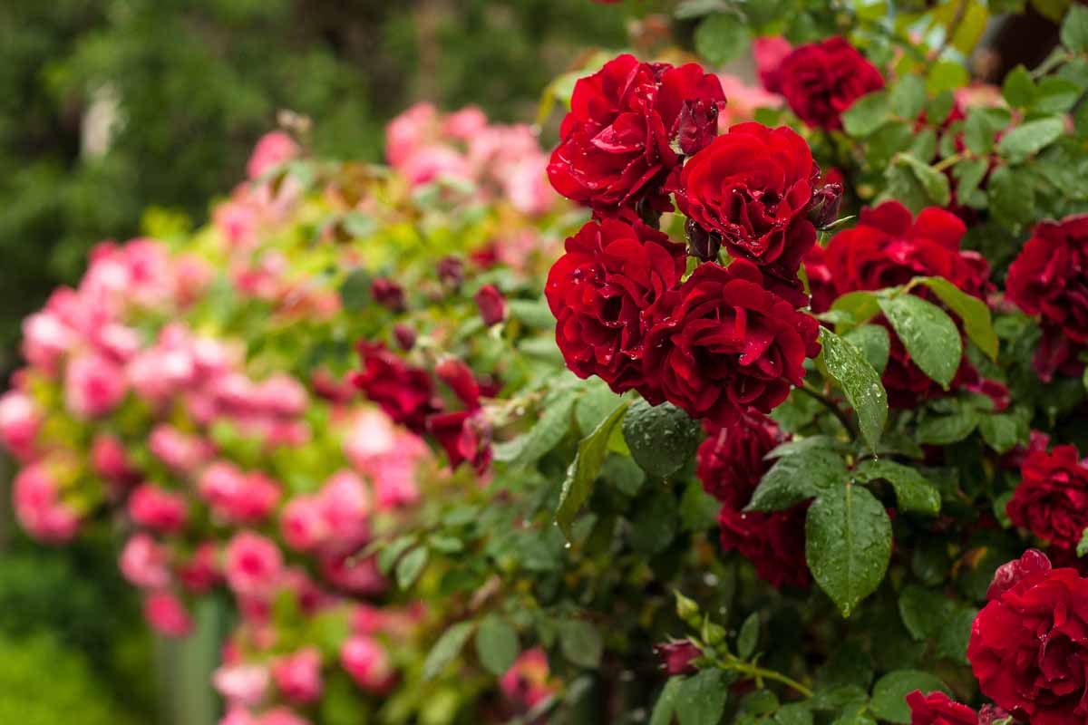 Rose Seeds Flower seeds for Planting, Bright Blooms Heirloom & GMO Free Seeds for Home Garden