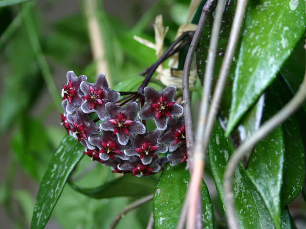 Purple Red Hoya Flower seeds for Planting Premium Quality Heirloom & GMO Free Seeds for Home Garden