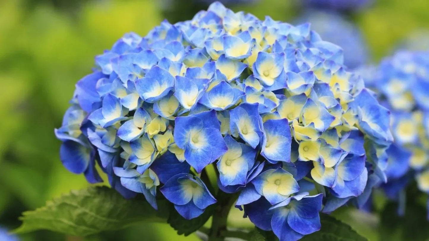 Hydrangea Macrophylla Flower Seeds