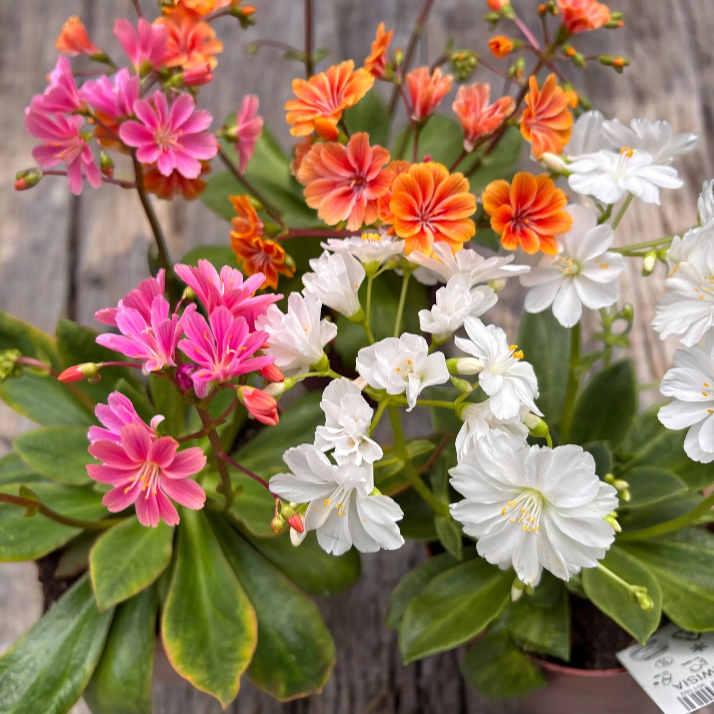 Lewisia Cotyledon Flower seeds for Planting Sun Loving Heirloom & GMO Free Seeds for Home Garden