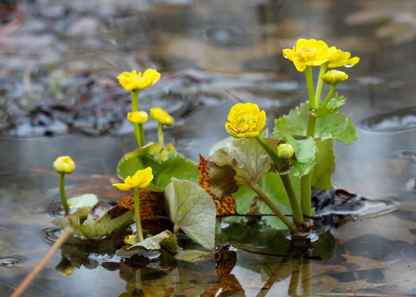 Caltha Palustris Flower seeds for Planting - Vibrant Colors, Heirloom & GMO Free Seeds for Home Garden