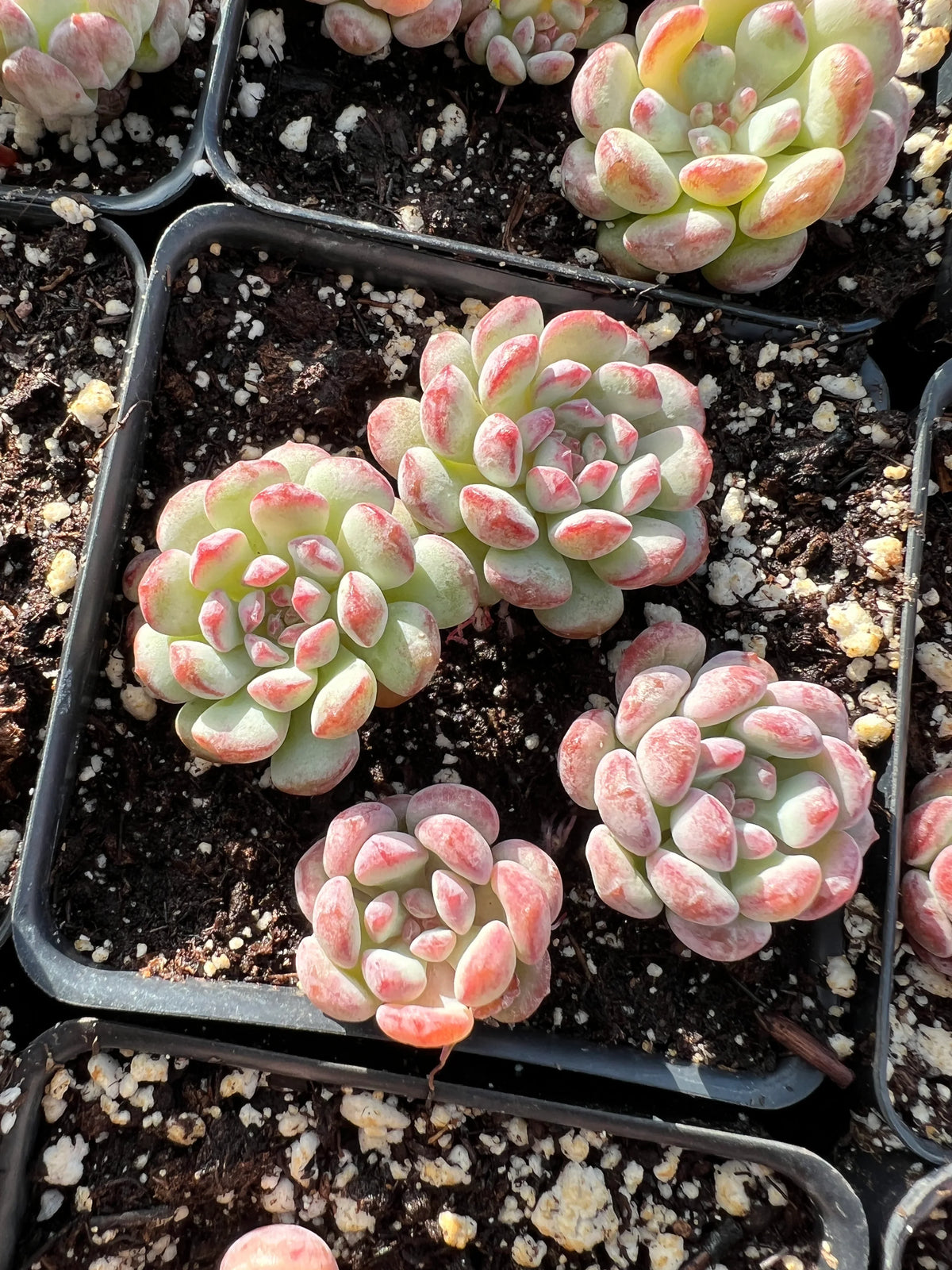 Dudleya Flower seeds for Planting - Low Maintenance, Heirloom & GMO Free Seeds for Home Garden