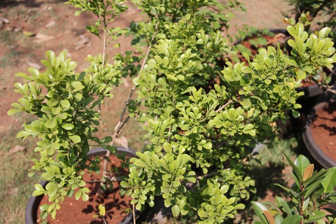 Bonsai Aglaia Odorata Seeds For Planting