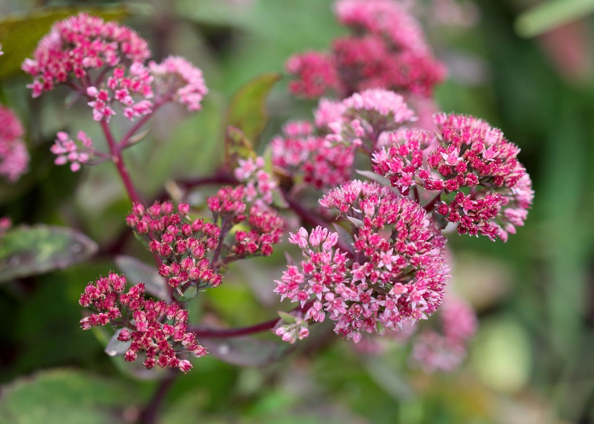 Stonecrop Flower seeds for Planting Seasonal Bloomer Heirloom & GMO Free Seeds for Home Garden