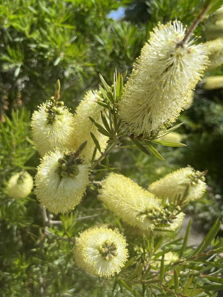 Bottle Brush Melaleuca Flower seeds for Planting Premium Quality Heirloom & GMO Free Seeds for Home Garden