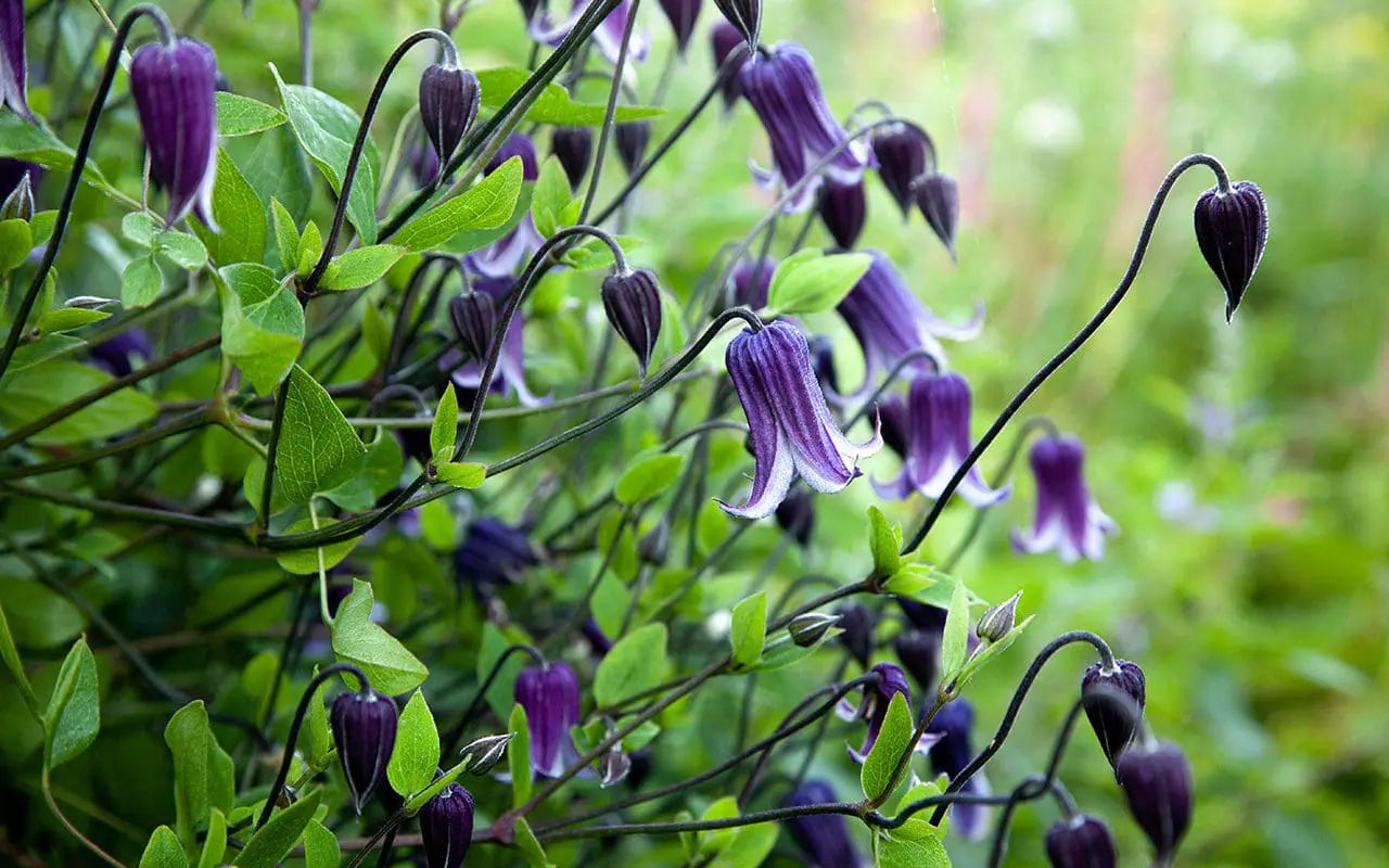 Clematis Rooguchi Flower seeds for Planting Colorful Display Heirloom & GMO Free Seeds for Home Garden