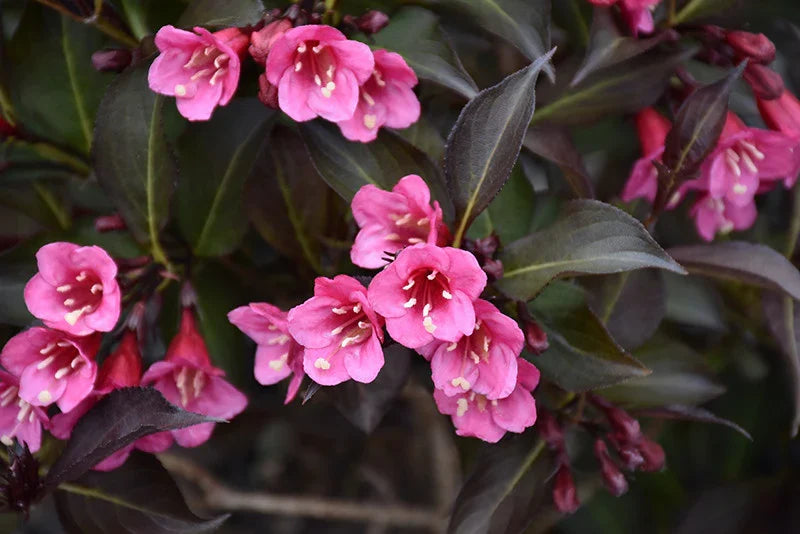 Weigela Flower seeds for Planting Colorful Display Heirloom & GMO Free Seeds for Home Garden