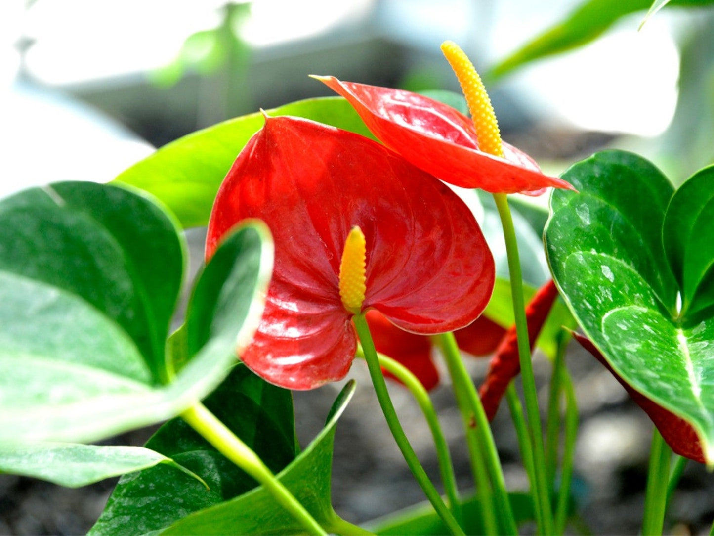 Anthurium Indoor Planting Seeds - Grow Exotic Blooms | Flower For