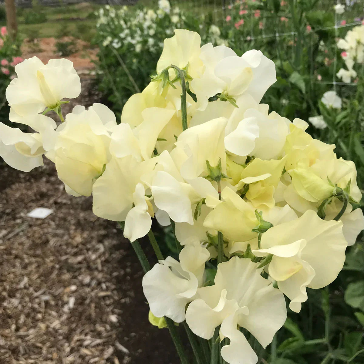 Heirloom Sweet Pea Jilly Flower seeds for Planting Compact Growth Heirloom & GMO Free Seeds for Home Garden