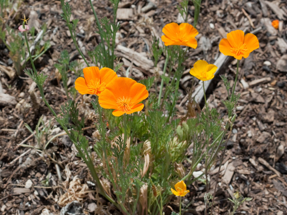 Yellow Eschscholtzia Flower seeds for Planting Low Maintenance Heirloom & GMO Free Seeds for Home Garden