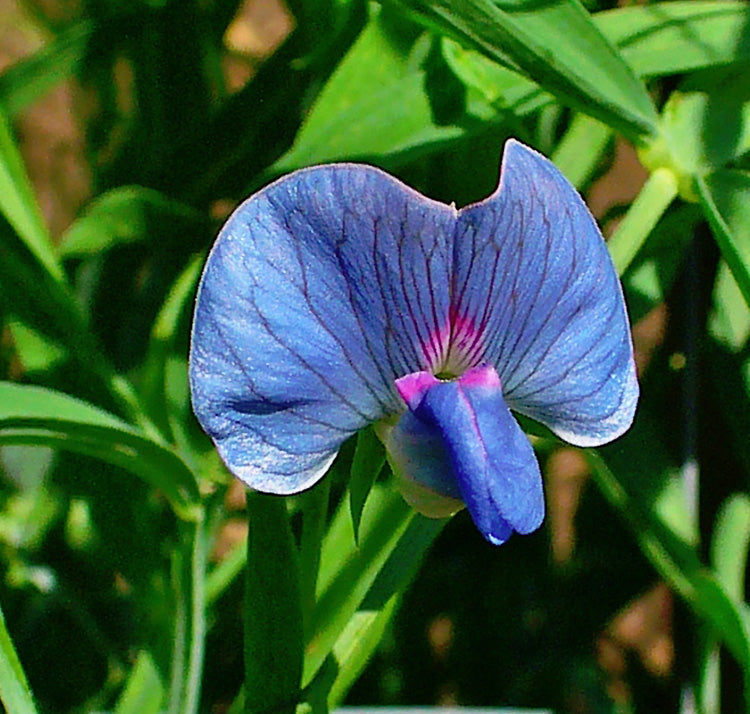Sweet Pea Flower seeds for Planting Hardy Variety Heirloom & GMO Free Seeds for Home Garden