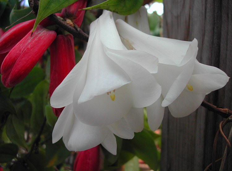 Chilean Bell Flower seeds for Planting Seasonal Bloomer Heirloom & GMO Free Seeds for Home Garden