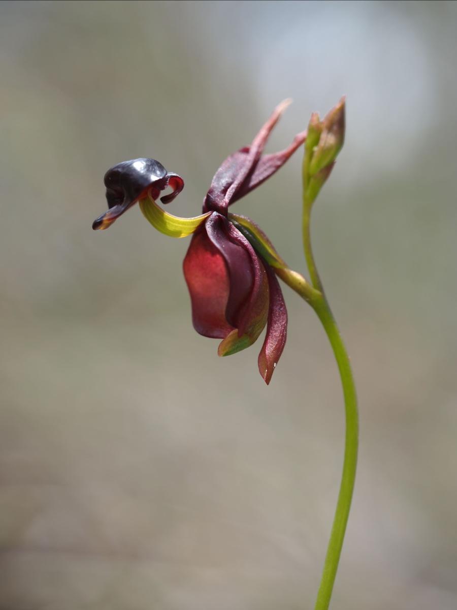 Heirloom Orchid Flower seeds for Planting Fragrant Blossoms Heirloom & GMO Free Seeds for Home Garden