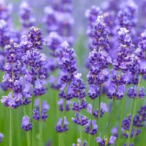Lavender White Verbena Flower seeds for Planting Drought Tolerant Heirloom & GMO Free Seeds for Home Garden