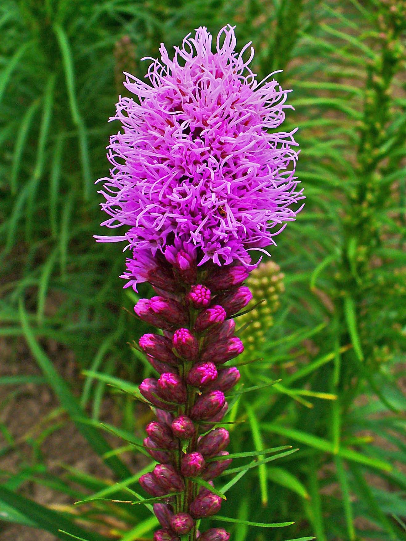 Liatris Flower seeds for Planting - Easy to Grow, Heirloom & GMO Free Seeds for Home Garden