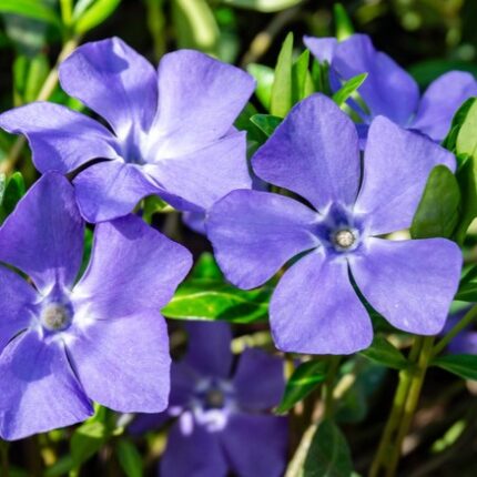 Vinca Minor Flower seeds for Planting - Perfect for Borders, Heirloom & GMO Free Seeds for Home Garden