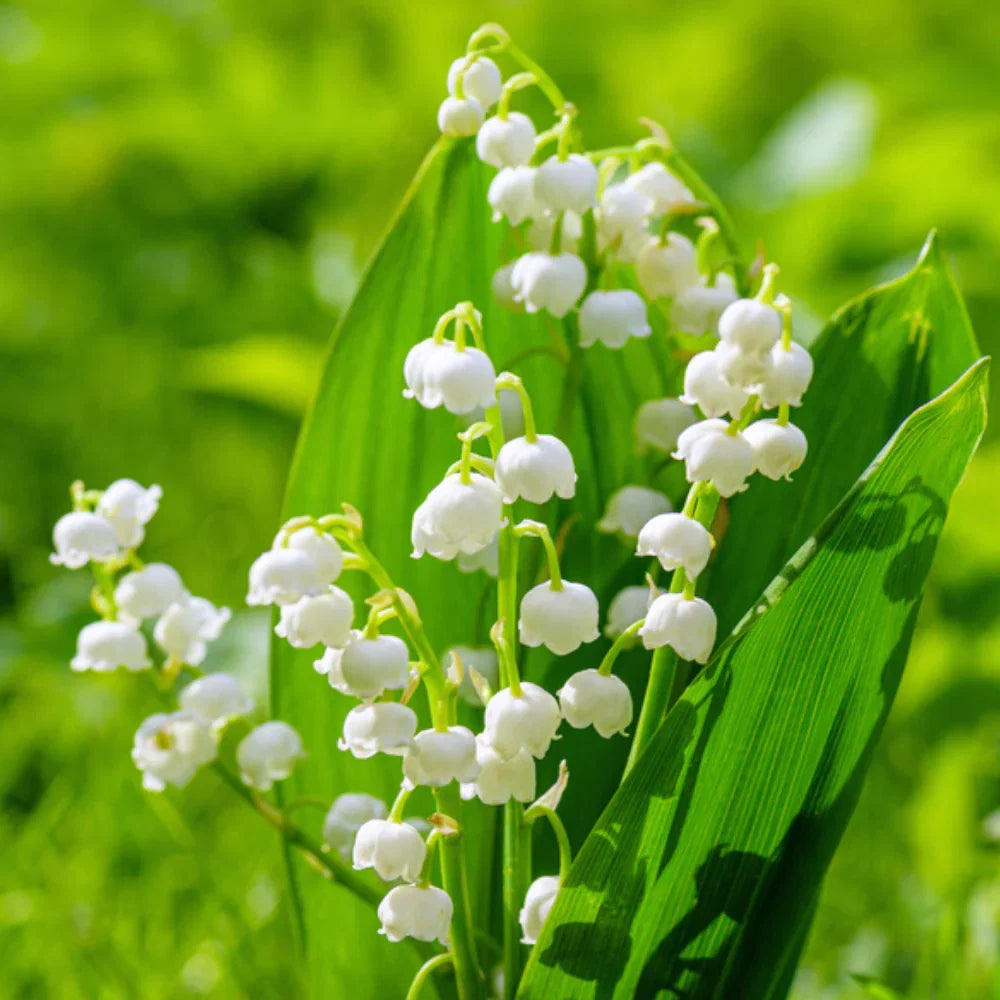 Majalis Flower seeds for Planting Easy to Grow Heirloom & GMO Free Seeds for Home Garden