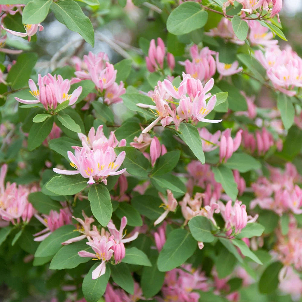 Heirloom Lonicera Tatarica Flower seeds for Planting Fragrant Blossoms Heirloom & GMO Free Seeds for Home Garden