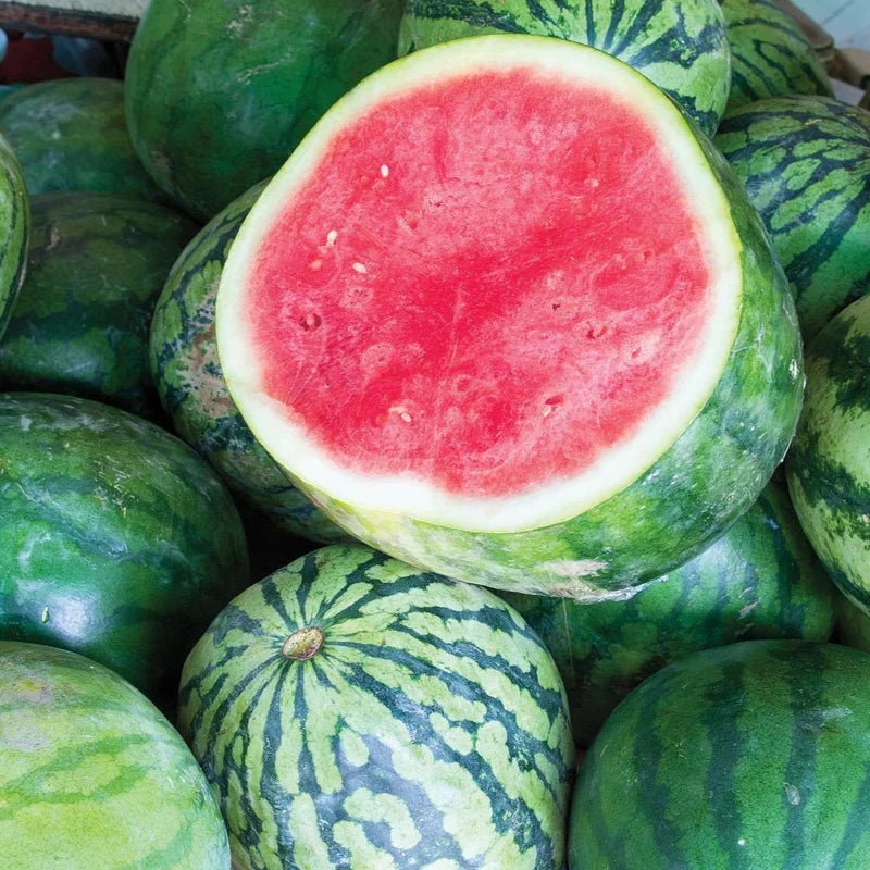 Congo Watermelon (Citrullus lanatus) AAS Winner Red Fruit Melon Seeds – 40 lbs