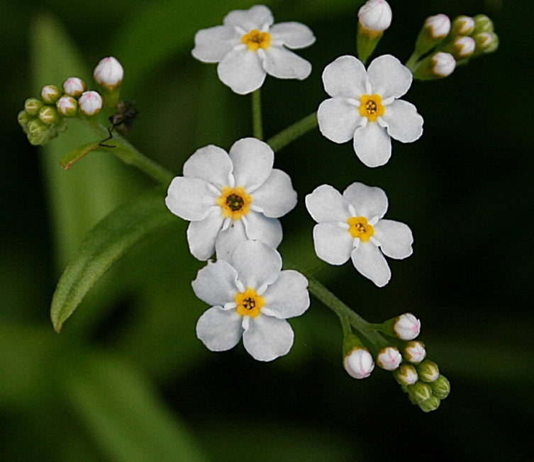 Myosotis Alpestris Flower seeds for Planting, Wildflower Mix Heirloom & GMO Free Seeds for Home Garden