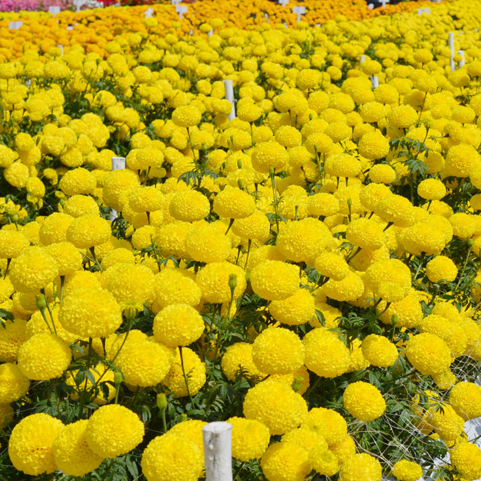 Marigold Flower seeds for Planting Shade Tolerant Heirloom & GMO Free Seeds for Home Garden
