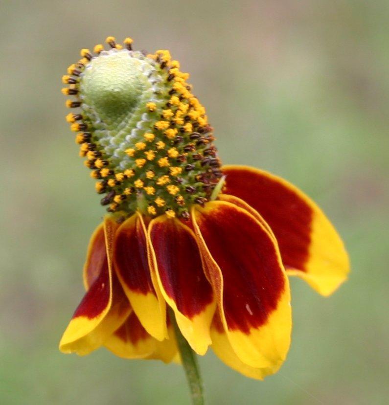 Hat Cone Flower seeds for Planting Drought Tolerant Heirloom & GMO Free Seeds for Home Garden