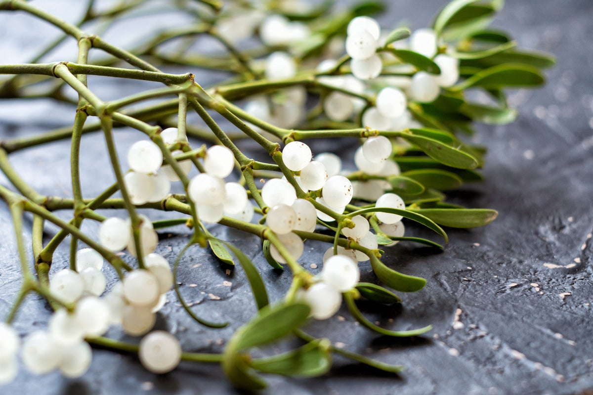 White Mistletoe Flower seeds for Planting - Low Maintenance, Heirloom & GMO Free Seeds for Home Garden