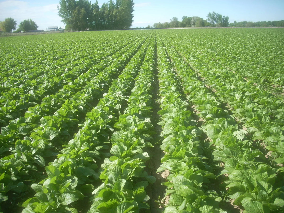Florida Mustard Seeds For Planting - Peppery Leaf Variety Plant Seeds