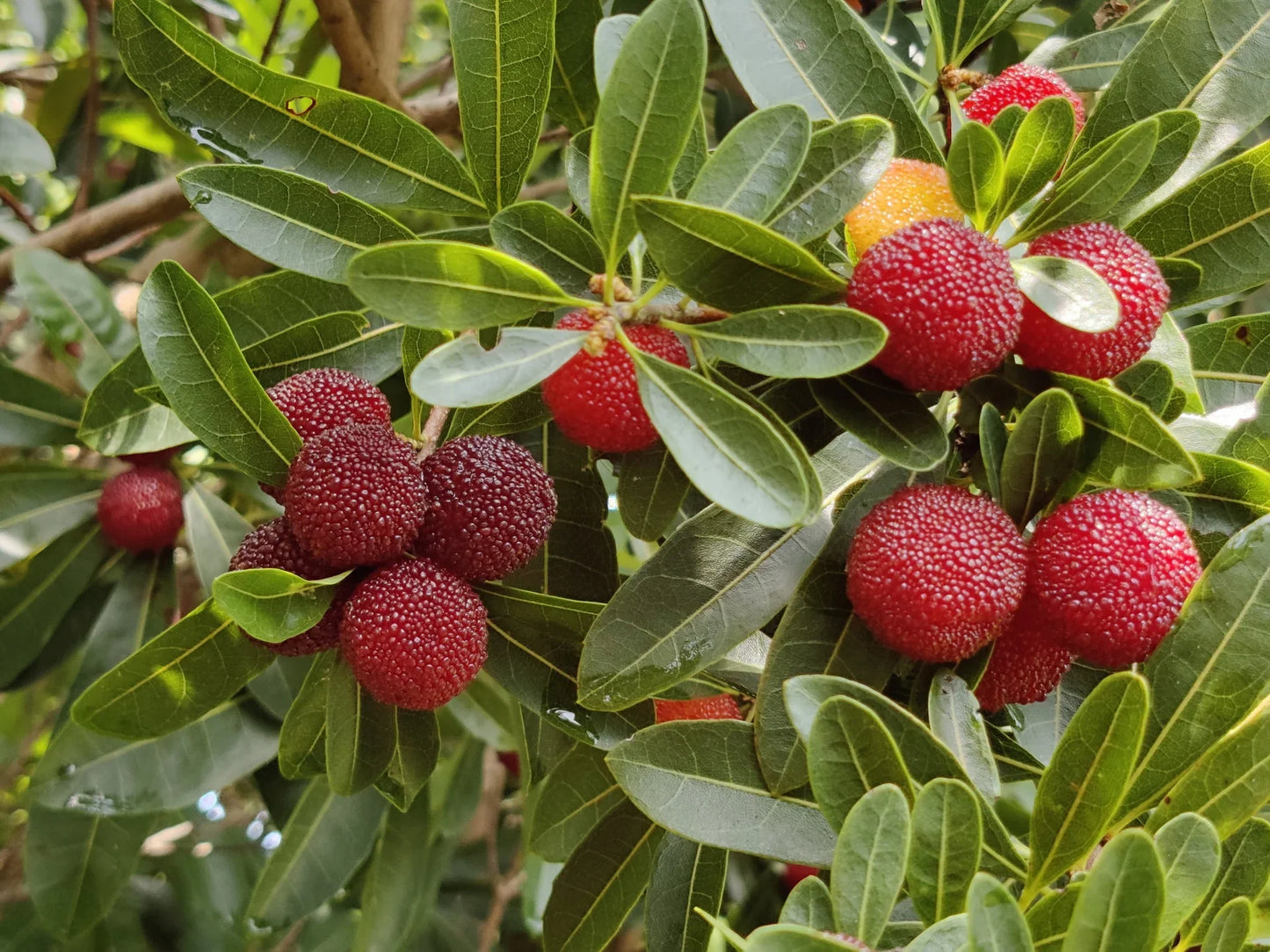 Arbutus Bayberry Fruit Seeds for Planting - Grow Edible Berries - Evergrowseeds