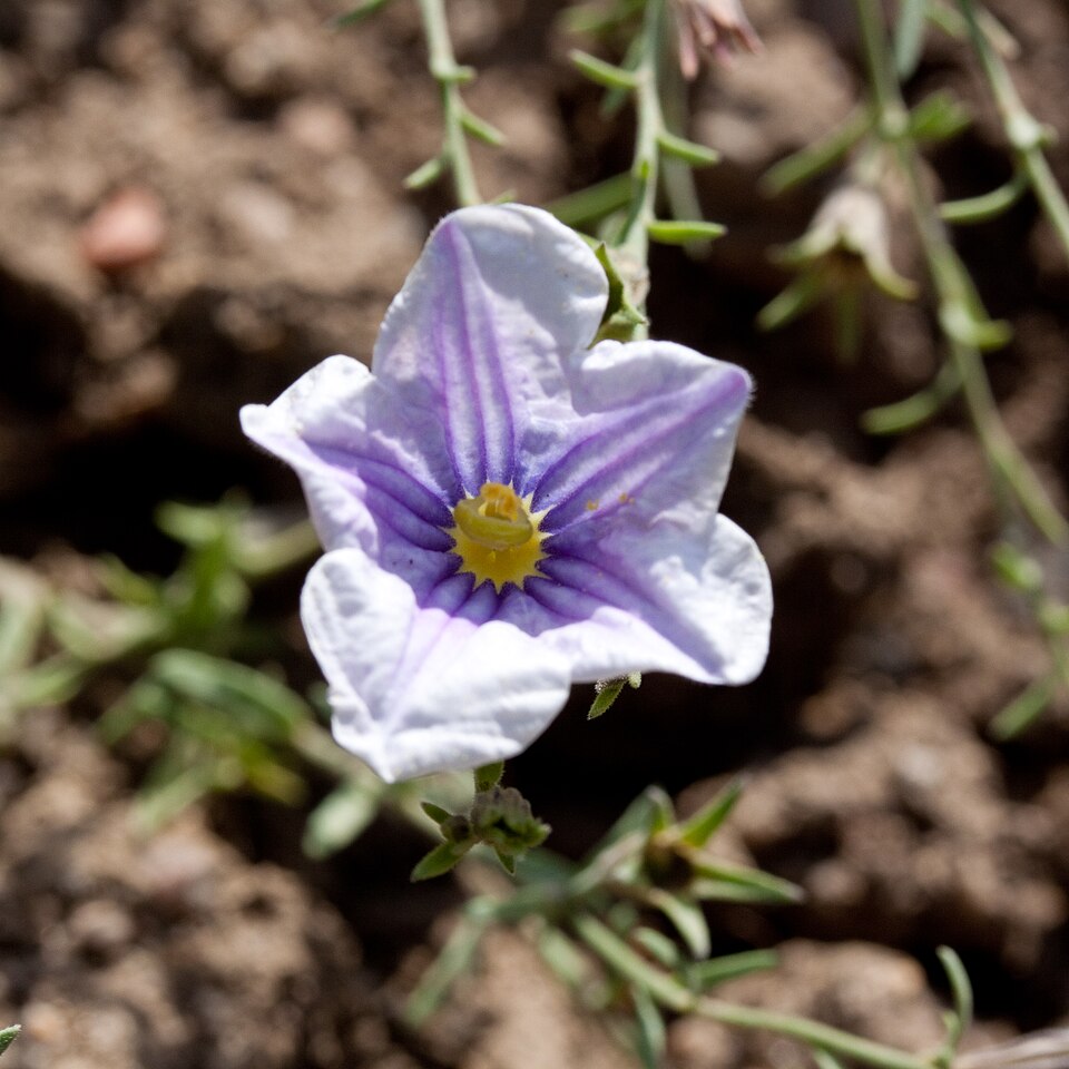 Nierembergia Flower seeds for Planting Wildflower Mix Heirloom & GMO Free Seeds for Home Garden