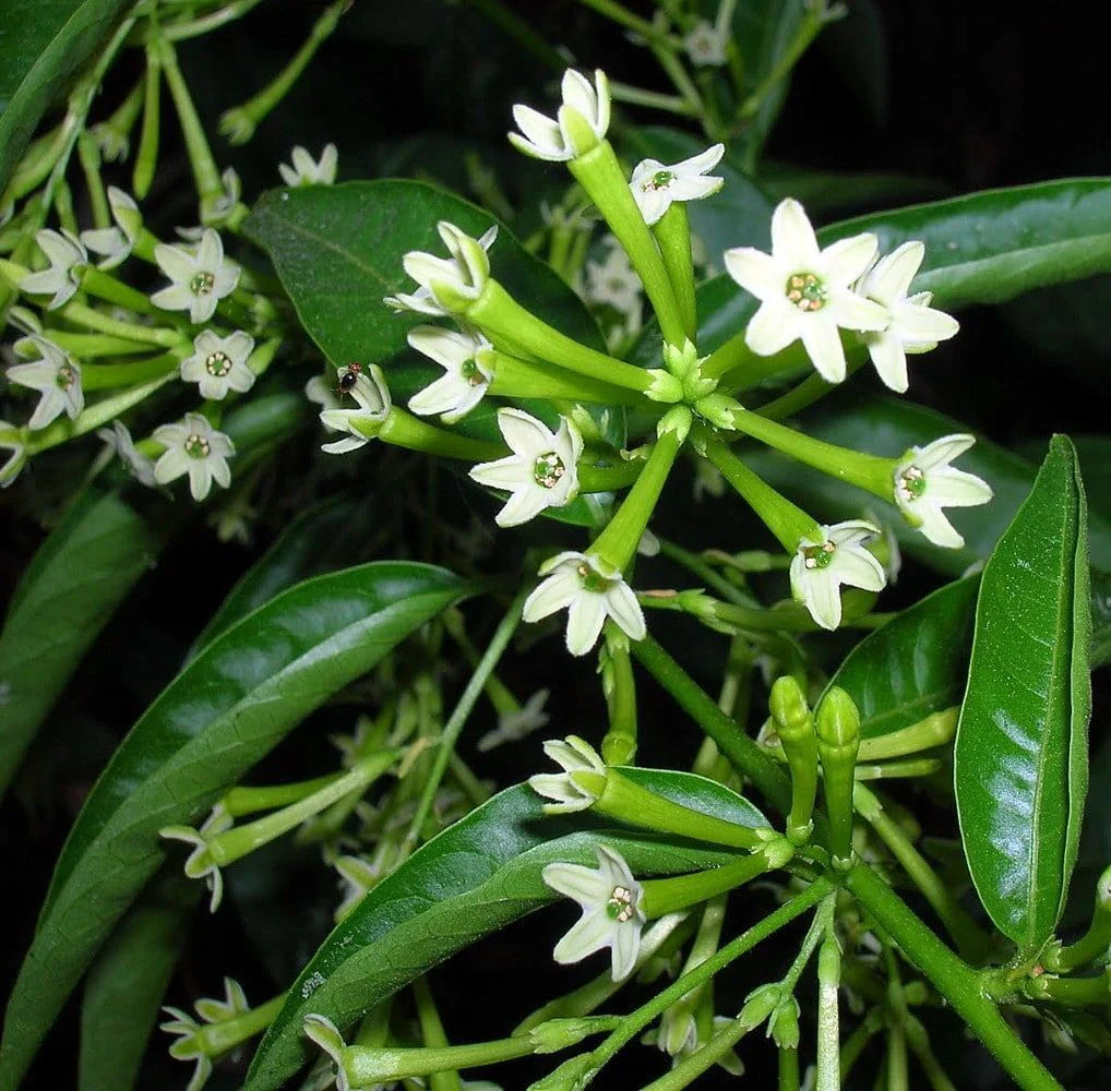 Heirloom Nocturnum Flower seeds for Planting Cut Flower Favorite Heirloom & GMO Free Seeds for Home Garden