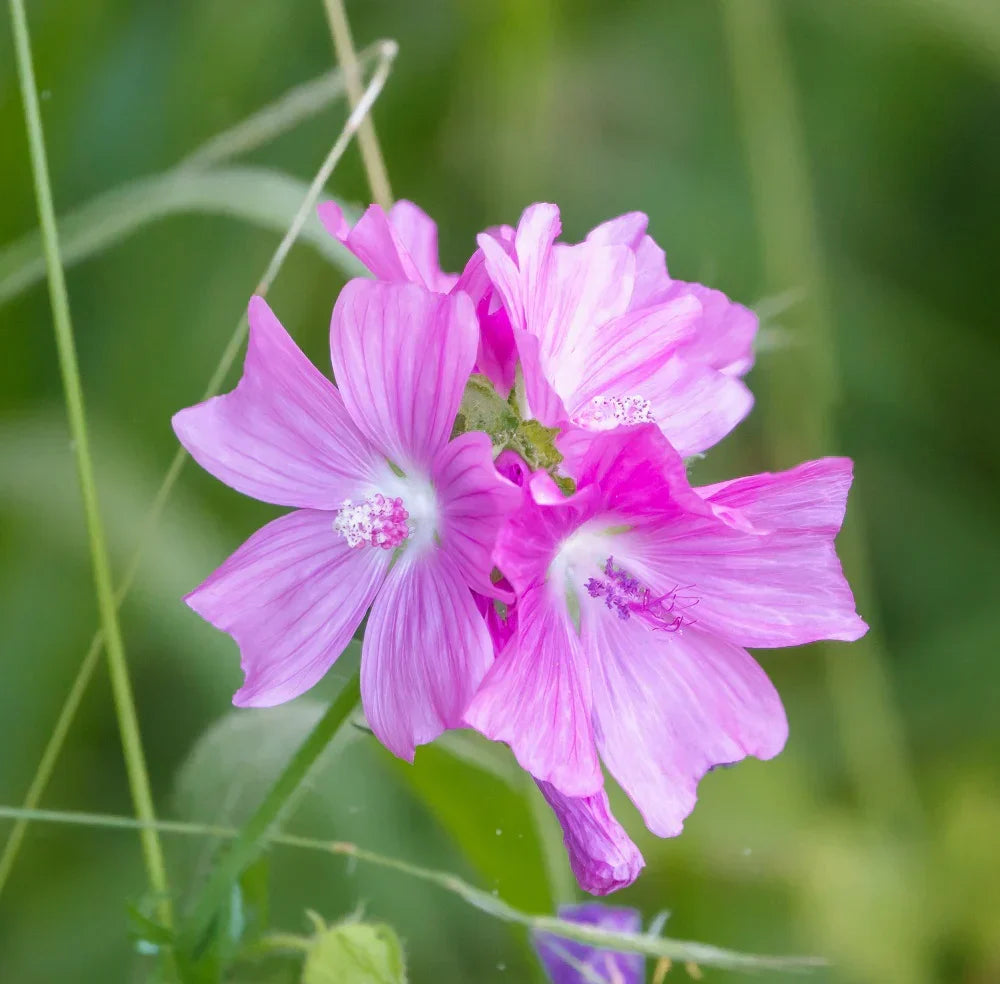 Non-GMO Pink Musk Mallow Seeds