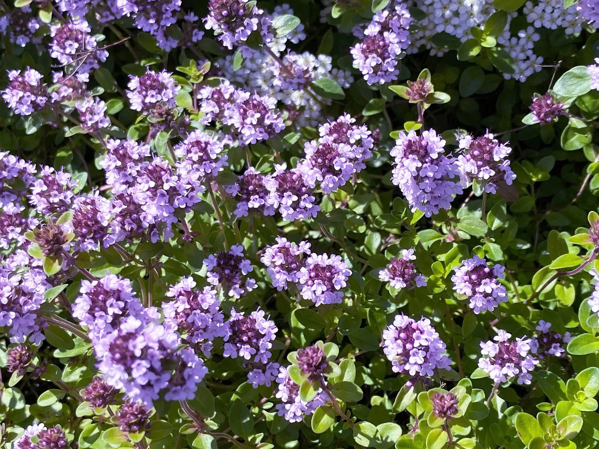 Non-GMO Violet Serpyllum seeds for garden