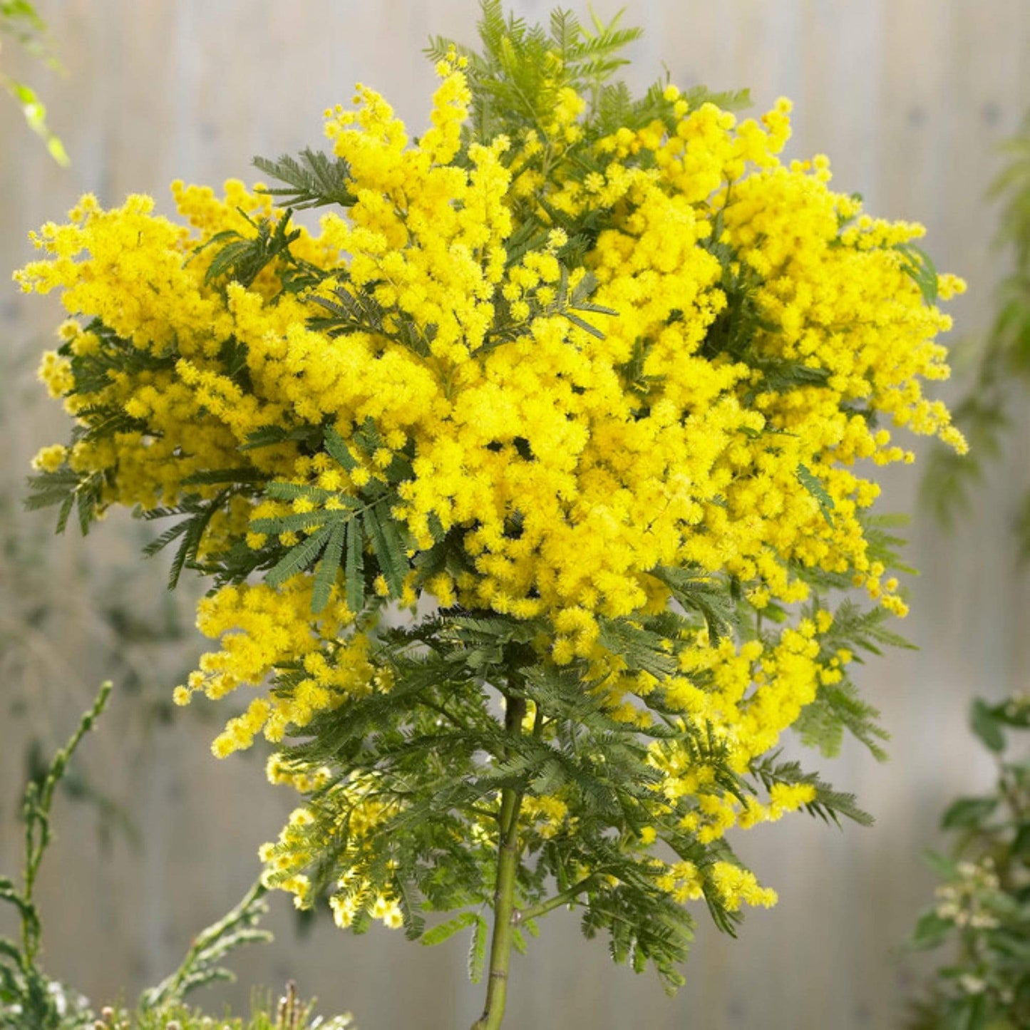 Dealbata Mimosa Flower seeds for Planting Perfect for Borders Heirloom & GMO Free Seeds for Home Garden